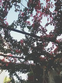 Low angle view of pink flowering tree against sky