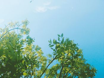 Low angle view of trees against blue sky