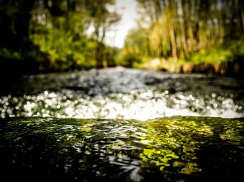 Stream along trees in forest