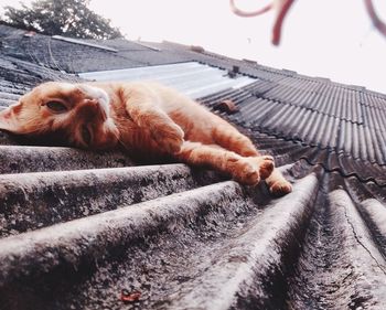 Close-up of a dog lying down