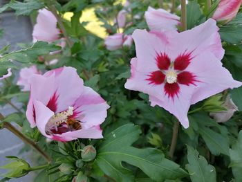 Close-up of pink flowering plants