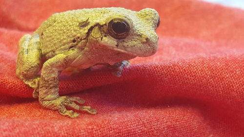 Close-up of frog on red fabric