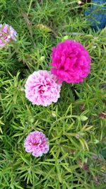 High angle view of pink flowers blooming outdoors