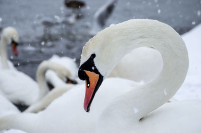 Close-up of swan swimming in lake during winter