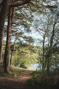 Scenic view of forest