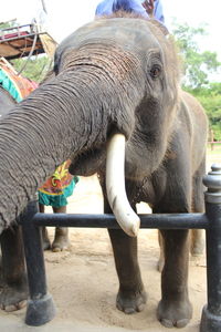 Close-up of elephant in field