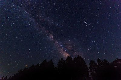 Low angle view of silhouette trees against star field at night