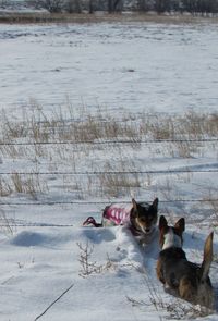 Close-up of dog