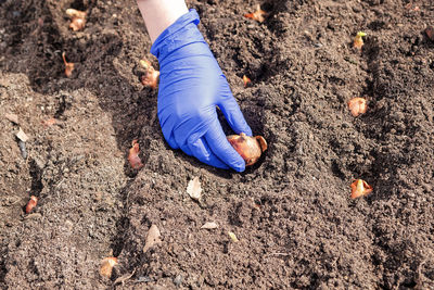 Women's hand in a glove plant seed onions in the garden.