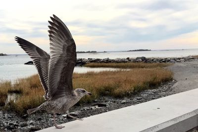 Bird flying with spread wings against sea