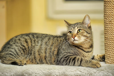 Close-up portrait of a cat