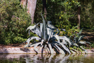 Close-up of tree trunk in lake