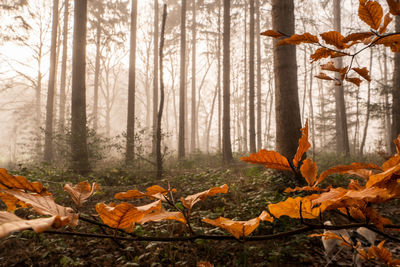 Autumn leaves in forest