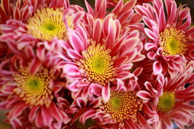 Full frame shot of pink flower