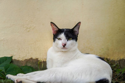 Close-up portrait of a cat against wall