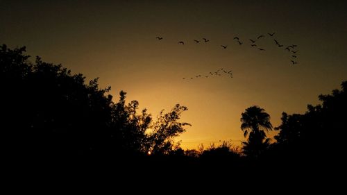 Low angle view of silhouette birds flying against sky