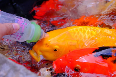 Close-up of fish in water