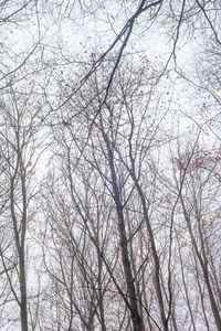 Low angle view of bare tree against sky