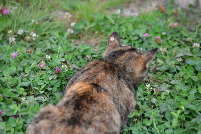 View of a cat on field