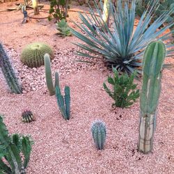 High angle view of cactus plants growing on field