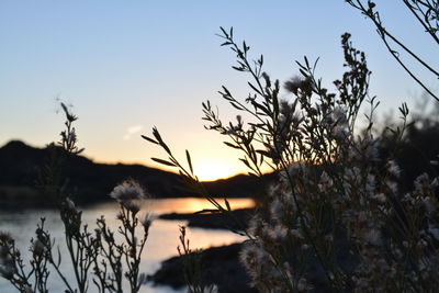 Plants at sunset