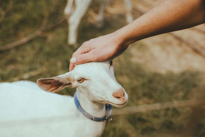 Cropped hand of man touching goat