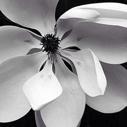 Close-up of white flowers