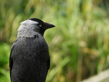 Close-up of a bird