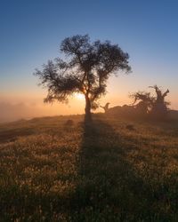 Trees on field against sky during sunset