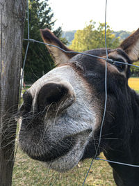 Close-up of horse on field