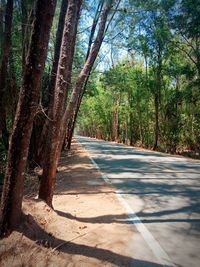 Road amidst trees in forest