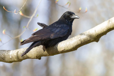 Close-up of bird perching on branch