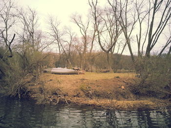 Bare trees by lake