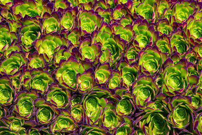 Houseleek plant background. sempervivum tectorum nature texture. succulent plant background
