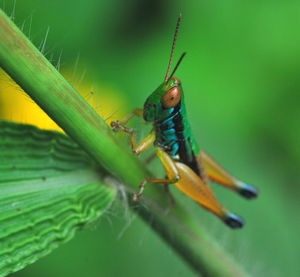 Close-up of insect on plant