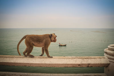 View of a horse in the sea