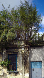 Tree against building