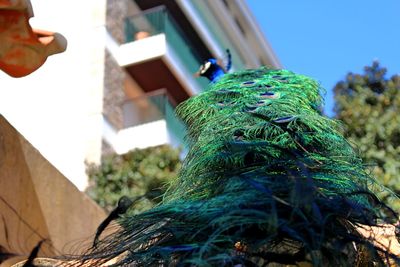 Close-up of peacock against building