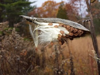 Close-up of dried plant