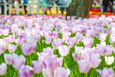 Close-up of fresh pink flowers