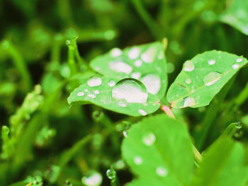 Close-up of water drops on leaf