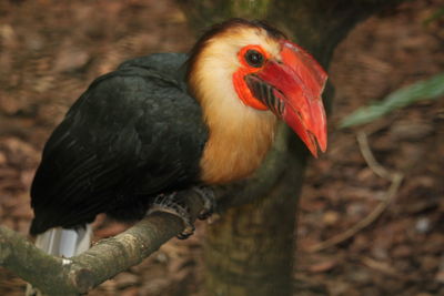 Close-up of a bird