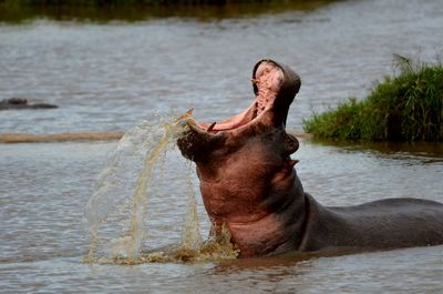 Close-up of horse yawning by river