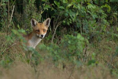 Fox peeking through grass