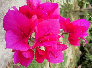 Close-up of pink flowers blooming outdoors