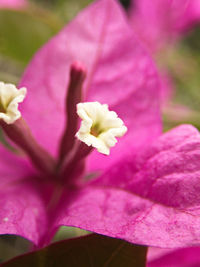 Close-up of pink flowering plant