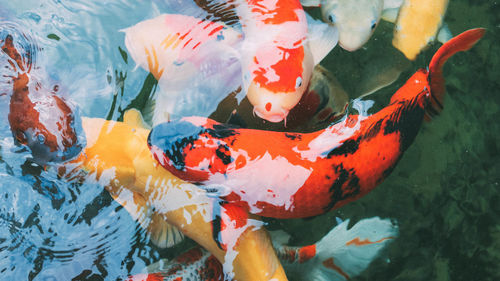 High angle view of koi carps swimming in sea