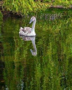 Swan swimming in lake