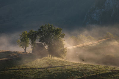 Trees on field against sky during foggy weather