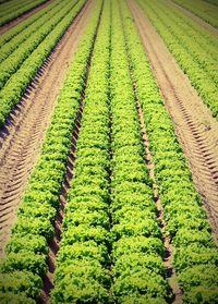 Scenic view of agricultural field